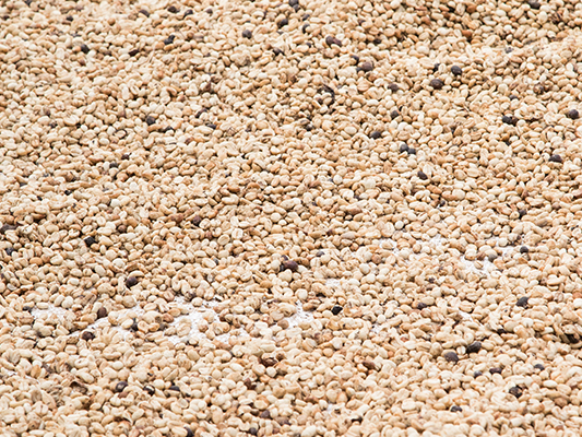 kaffee-aufbereitung-3 kaffeebohnen die auf dem Boden getrocknet werden